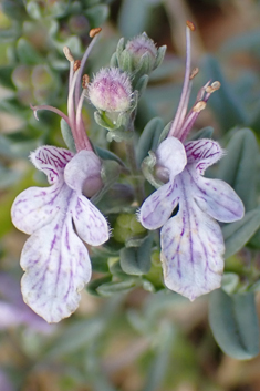 Short-leaved Germander