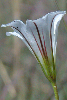 Greek Star-of-Bethlehem