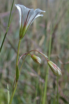 Greek Star-of-Bethlehem