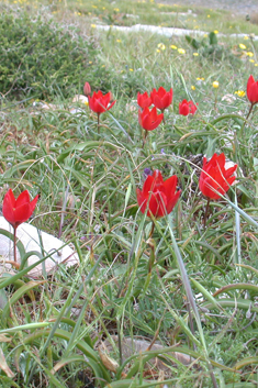 Goulimy’s Tulip