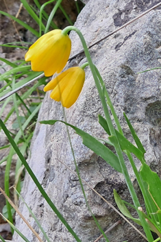 Cone Fritillary