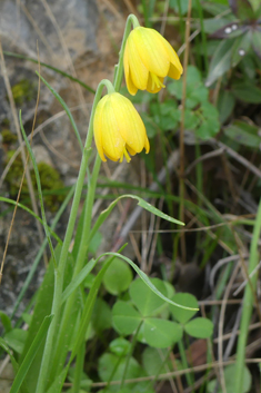Cone Fritillary