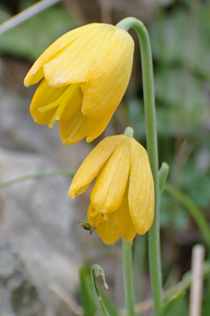 Cone Fritillary