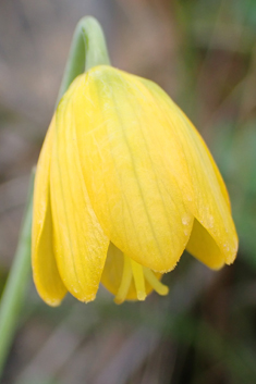 Cone Fritillary