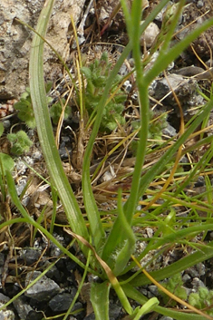 Greek Star-of-Bethlehem