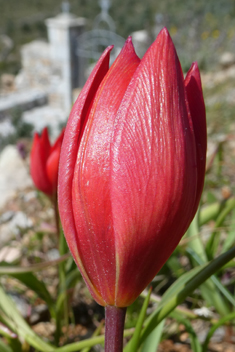 Goulimy’s Tulip
