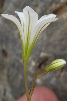 Greek Star-of-Bethlehem