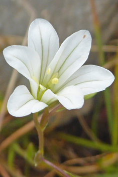 Greek Star-of-Bethlehem