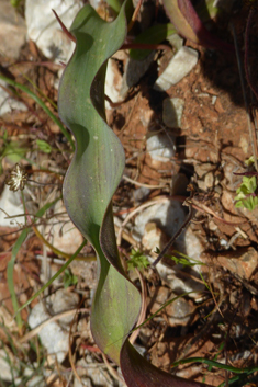 Wavy-leaved Tulip