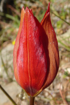 Wavy-leaved Tulip