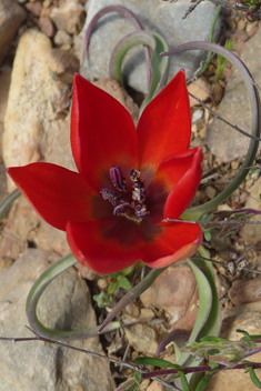 Goulimy’s Tulip