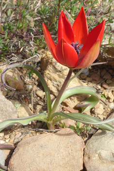 Goulimy’s Tulip