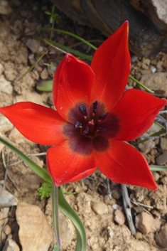 Goulimy’s Tulip