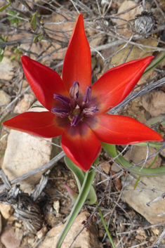 Goulimy's Tulip