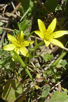 Blunt-flowered Star-of-Bethlehem