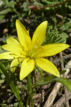 Blunt-flowered Star-of-Bethlehem