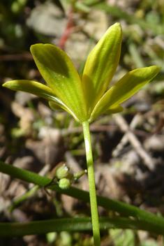 Blunt-flowered Star-of-Bethlehem