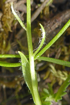 Blunt-flowered Star-of-Bethlehem