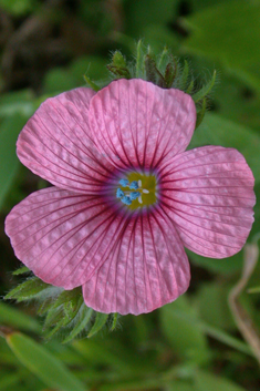 Downy Flax