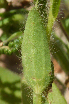 Downy Flax