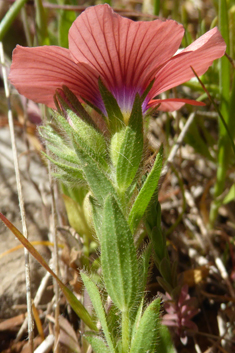 Downy Flax