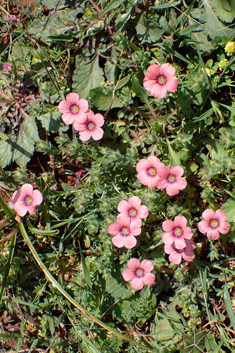 Downy Flax