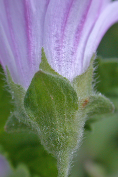 Smaller Tree Mallow