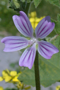 Smaller Tree Mallow