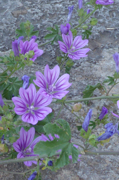 Common Mallow