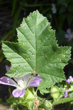 Smaller Tree Mallow