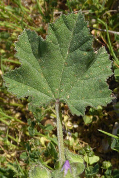 Smaller Tree Mallow