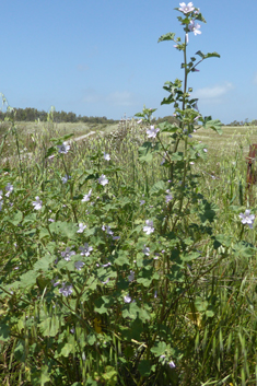 Smaller Tree Mallow