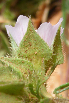 Egyptian Mallow