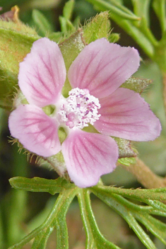 Egyptian Mallow