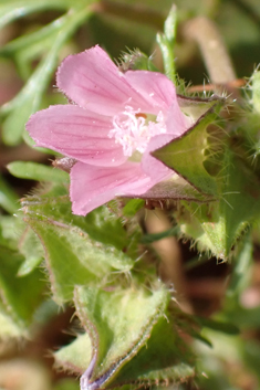 Egyptian Mallow