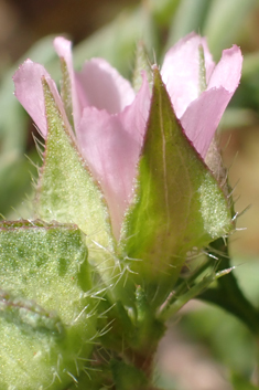 Egyptian Mallow