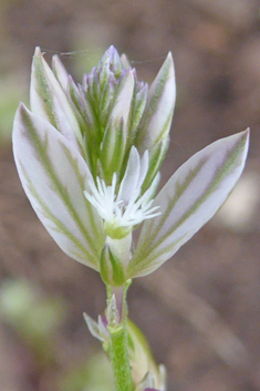 Mediterranean Milkwort