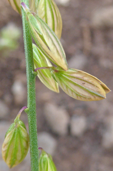 Mediterranean Milkwort