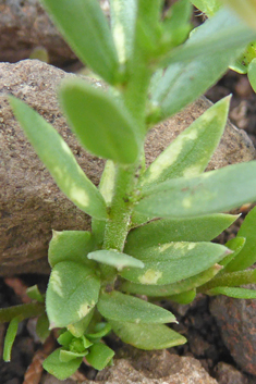 Mediterranean Milkwort