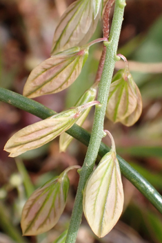 Mediterranean Milkwort