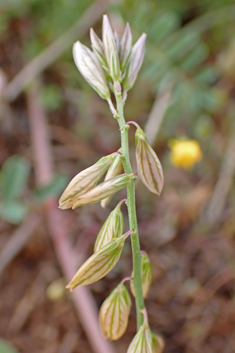 Mediterranean Milkwort