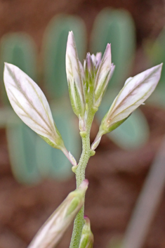 Mediterranean Milkwort