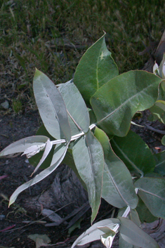 Southern Blue Gum