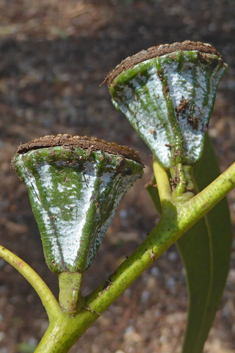 Southern Blue Gum