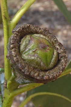 Southern Blue Gum