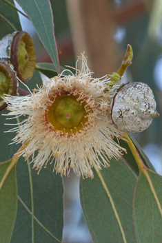 Southern Blue Gum