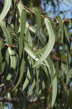 Southern Blue Gum