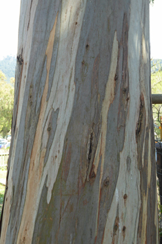 Southern Blue Gum