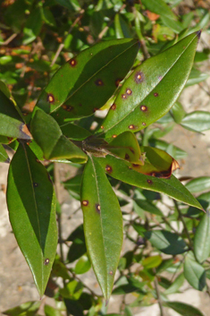 Common Myrtle