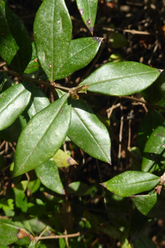 Common Myrtle